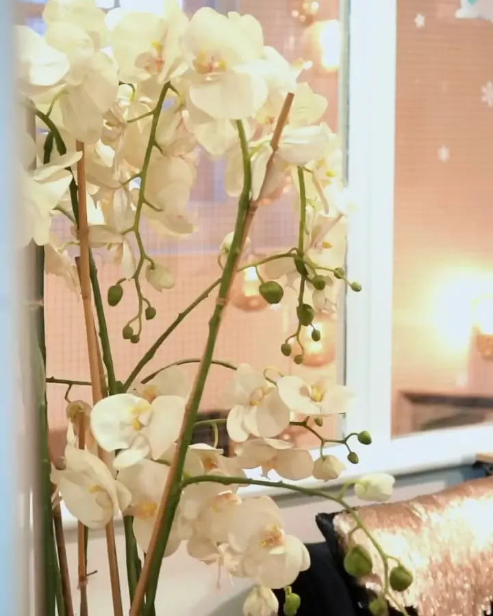 White orchids by the window in the clinic's waiting area