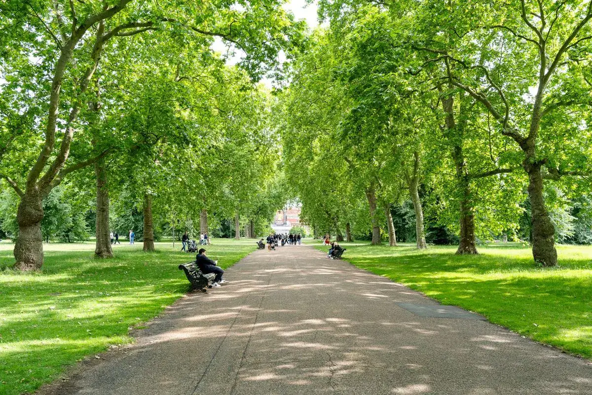 Tree-lined path through a green London park in summer